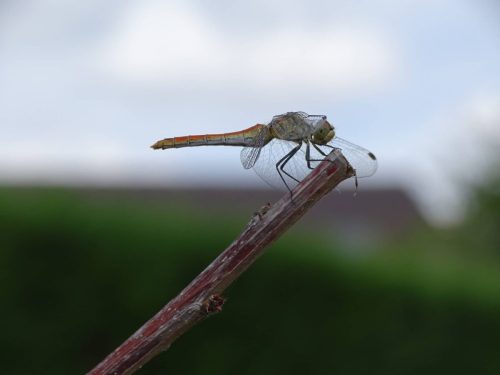 © Jean-Claude CHEVET