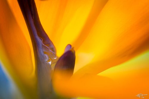Fleur d'oiseau de paradis-2013